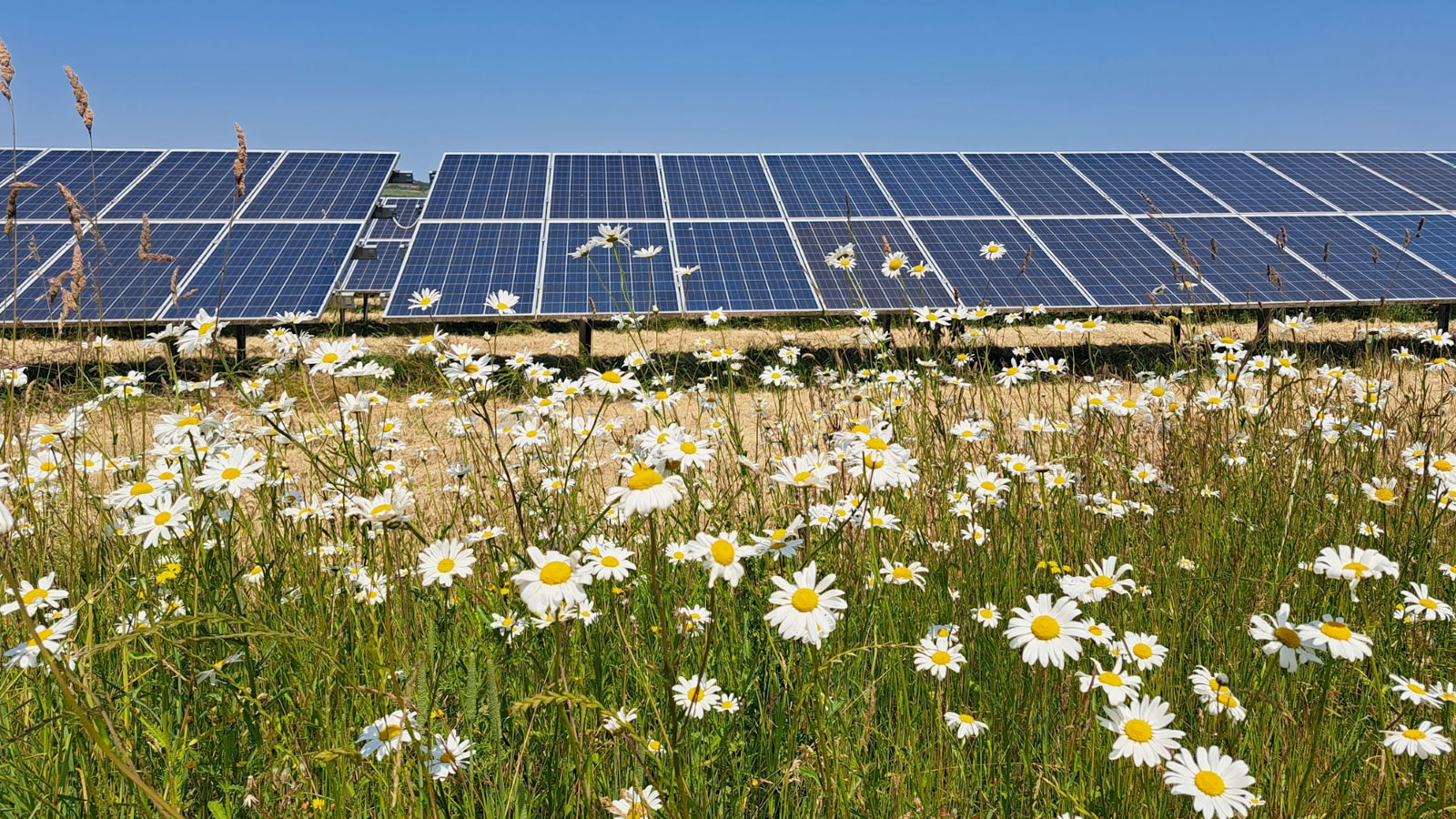 RES offers ‘biodiverse’ solar farm to win over planners in Hertfordshire